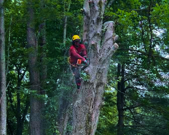 tree trimming (2)